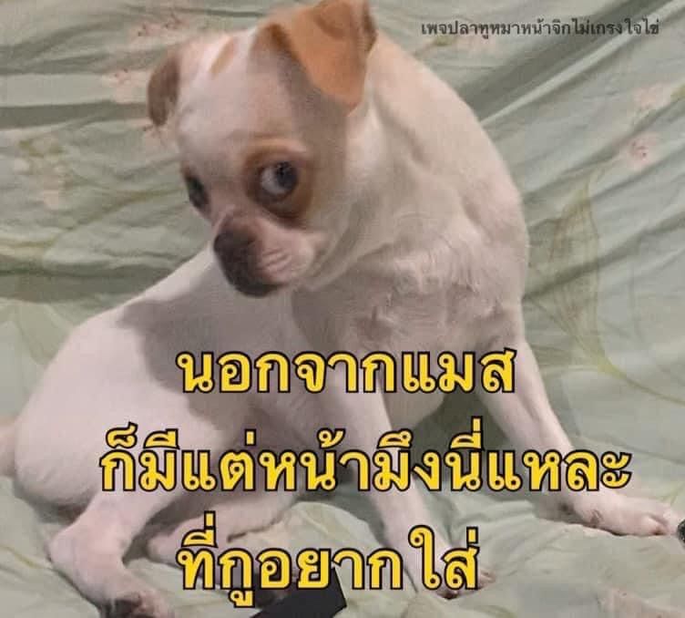 闪连-稳定官网高速加密网络访服务智能节点